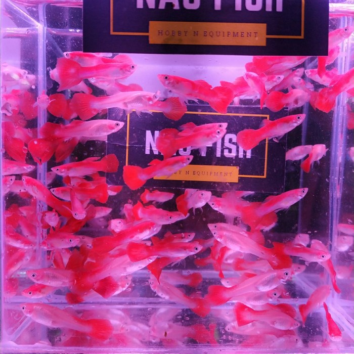 Guppy Red Blonde Penghias Aquarium Aquascape Gojek Only