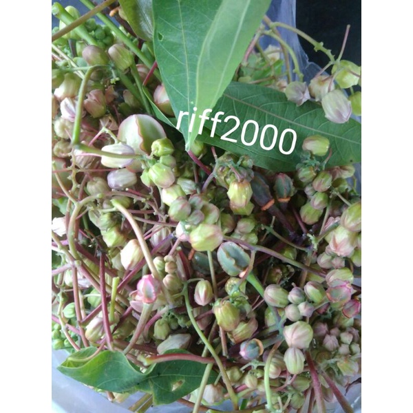 

sayuran segar Bunga singkong,daun bunga singkong 200g