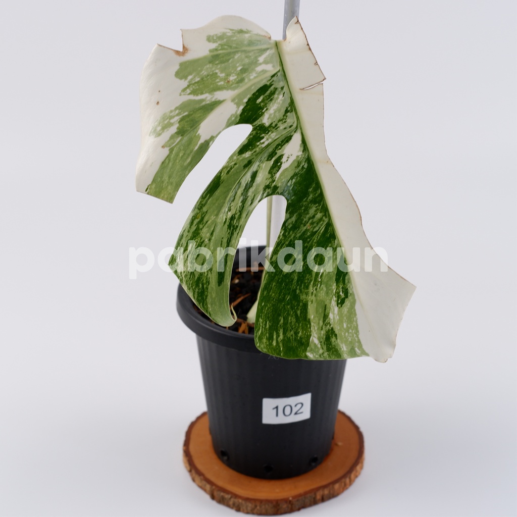 REAL PIC #102 Monstera Variegata Marble | Monvar Albo Varigata