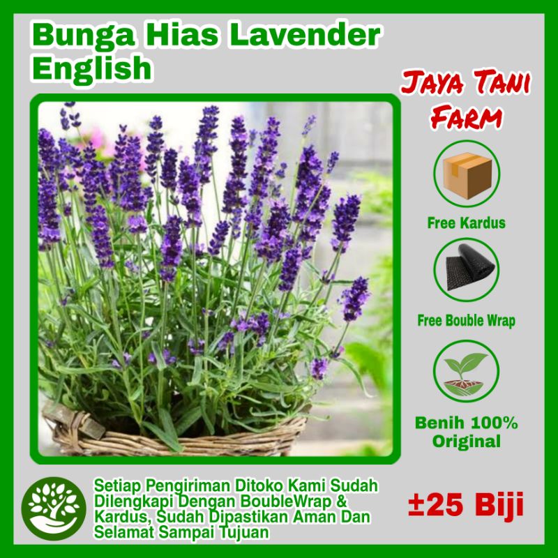 25 Biji Bibit Benih Bunga Hias Lavender English / Biji Bunga Lavender / Benih Tanaman / Bibit bunga 