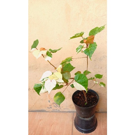 Bahan bonsai waru varigata