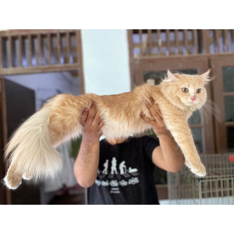 kucing mainecoon x Norwegian jantan