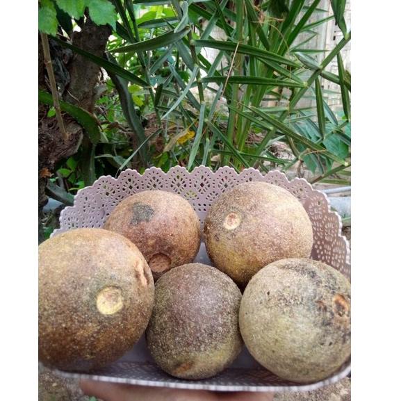 

Kode[L28Y]㊛ Buah Kawista 1kg( Isi 2-4 buah ) khas Rembang premium