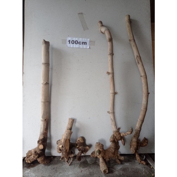 Batang Pohon Akar Bambu Kering untuk Dekorasi Hiasan Background Propeti Foto Ruang Tamu Dangkel Pren