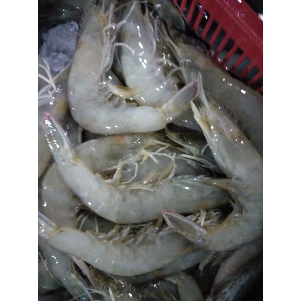 

Udang Vanami Size 25/30
