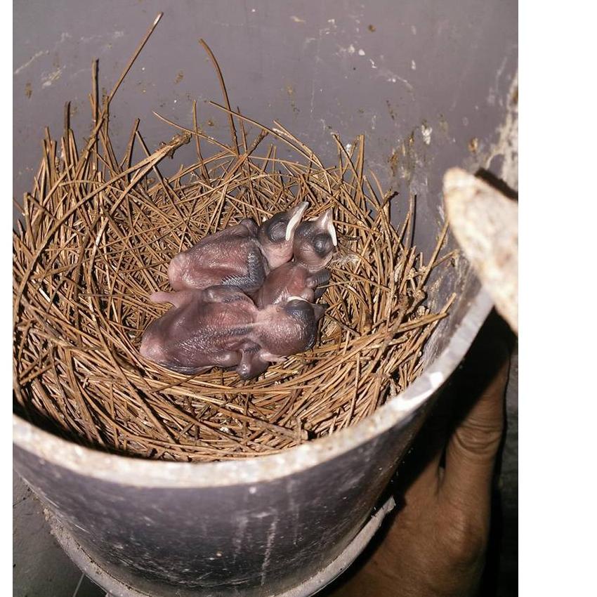 → (terlaris) AMS HF Handfeed lolohan 220 gram cindil murai, trucukan, kacer, cucak ijo, tanpa kroto 