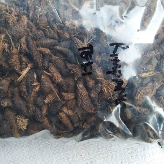 

ジ Rimpang Rumput Teki 1kg / Umbi Suket Teki / Umbi Manggata Special