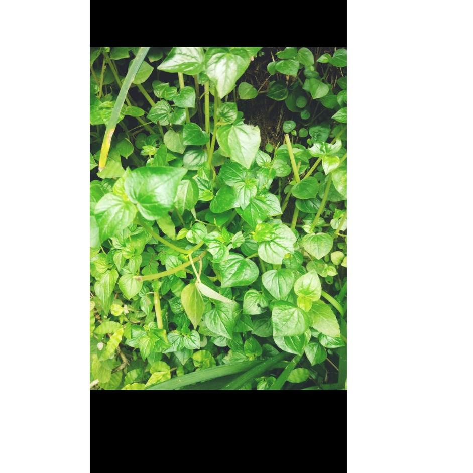 

TREND TERKINI DAUN SIRIH CINA SEGAR 100GR TERMURAH /KETUMPANG AIR ❁ 890
