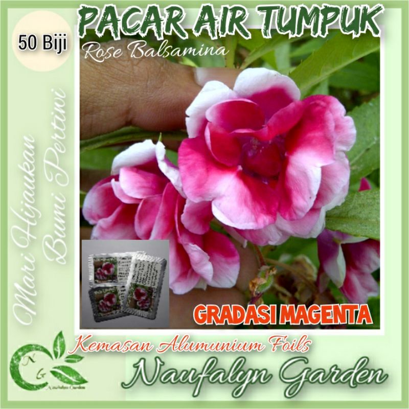 50 Benih Bibit Bunga Pacar Air Rose Balsamina Gradasi Magenta