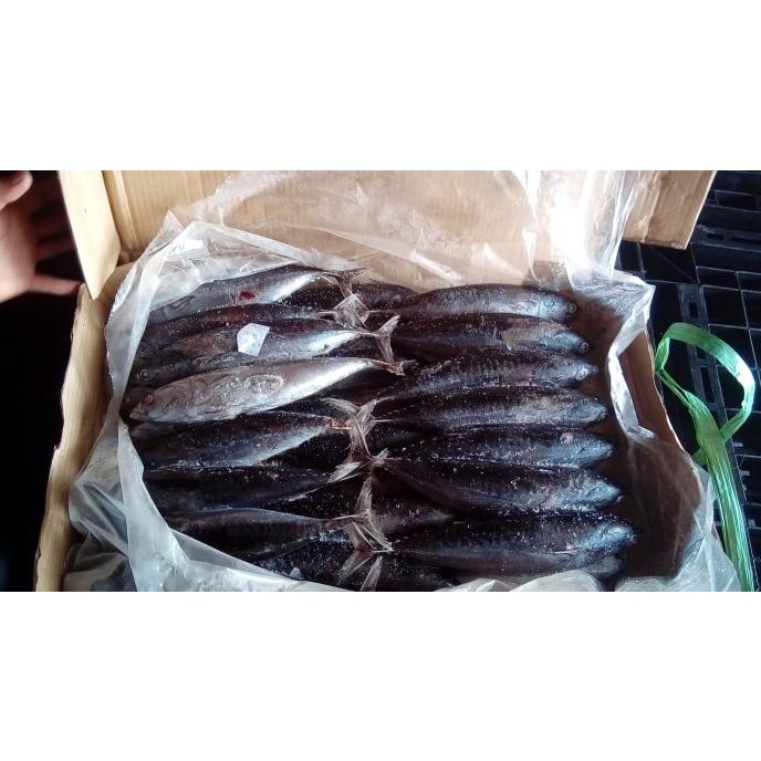 

IKAN DEHO BEKU/ TONGKOL BEKU/ IKAN BEKU / SIZE 3-10 PCS/KG