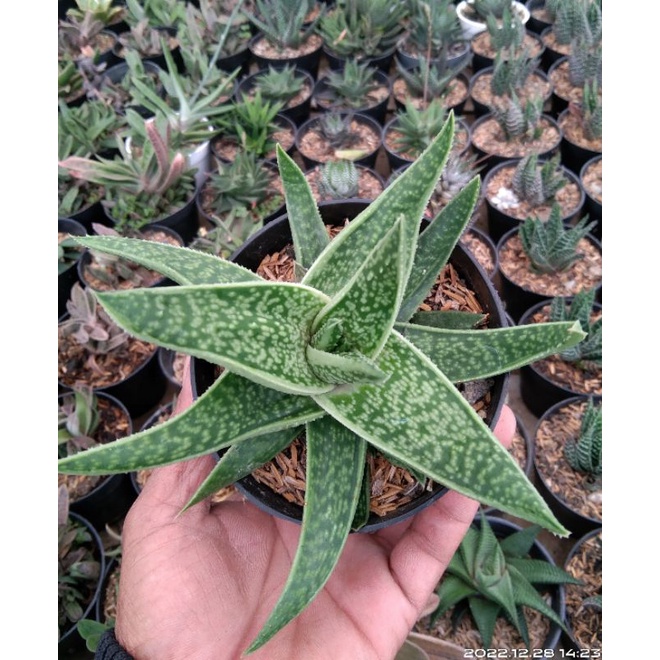Gasteria