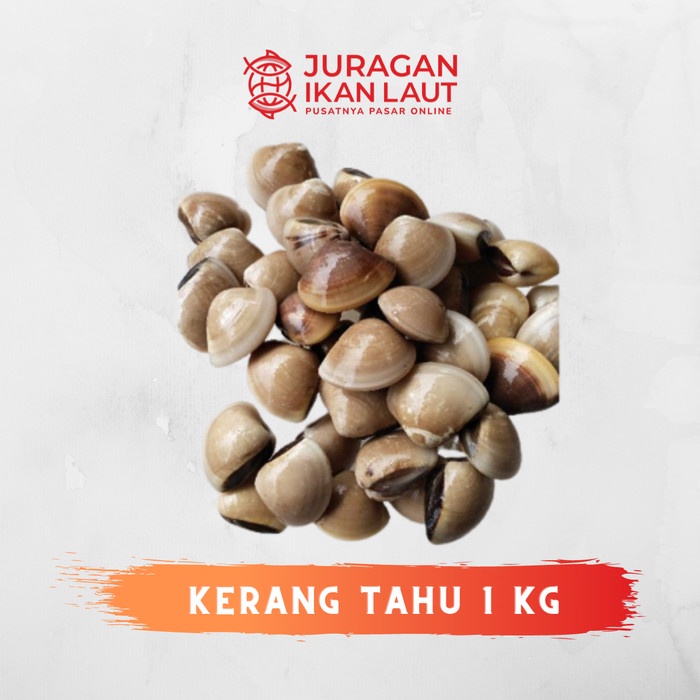 

Kerang Tahu Segar Berkualitas - 1 Kilogram