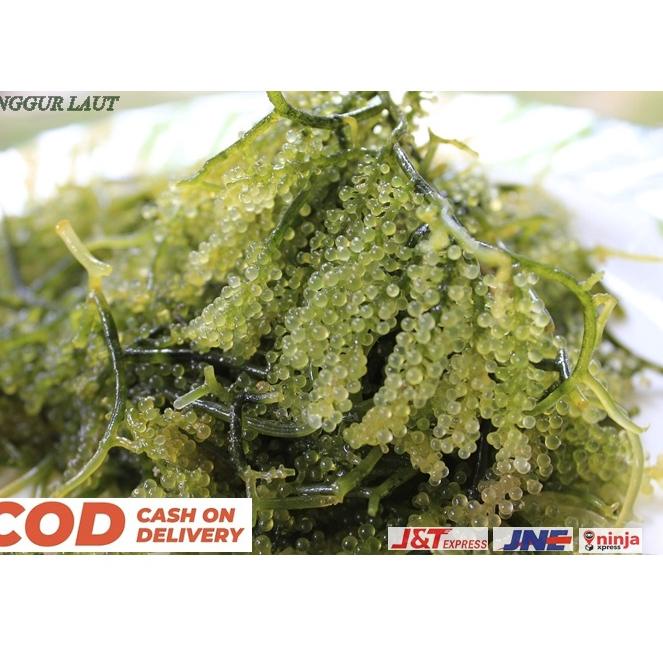 

[B-8-8 ㊛] Anggur laut Hijau ( Sayur Laut Segar )-proses cepat