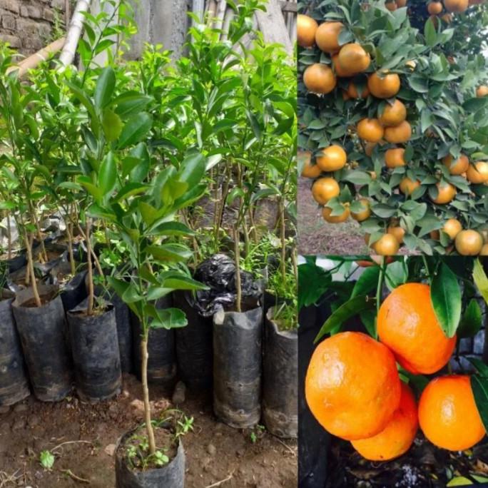 Pohon Jeruk Santang Madu / Tanaman Jeruk Santang Madu / Bibit jeruk BB66