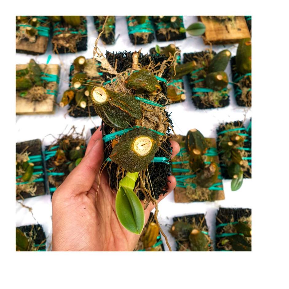 Lebih Puas Anggrek DASI KOLEKTOR Bulbophyllum Macrobulbon FOUL SMELLING FLOWERS