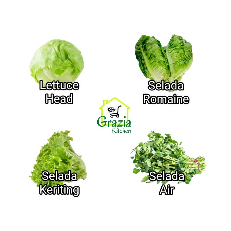 Jual Lettuce Head, Selada Romaine, Selada Air, Selada Keriting Shopee