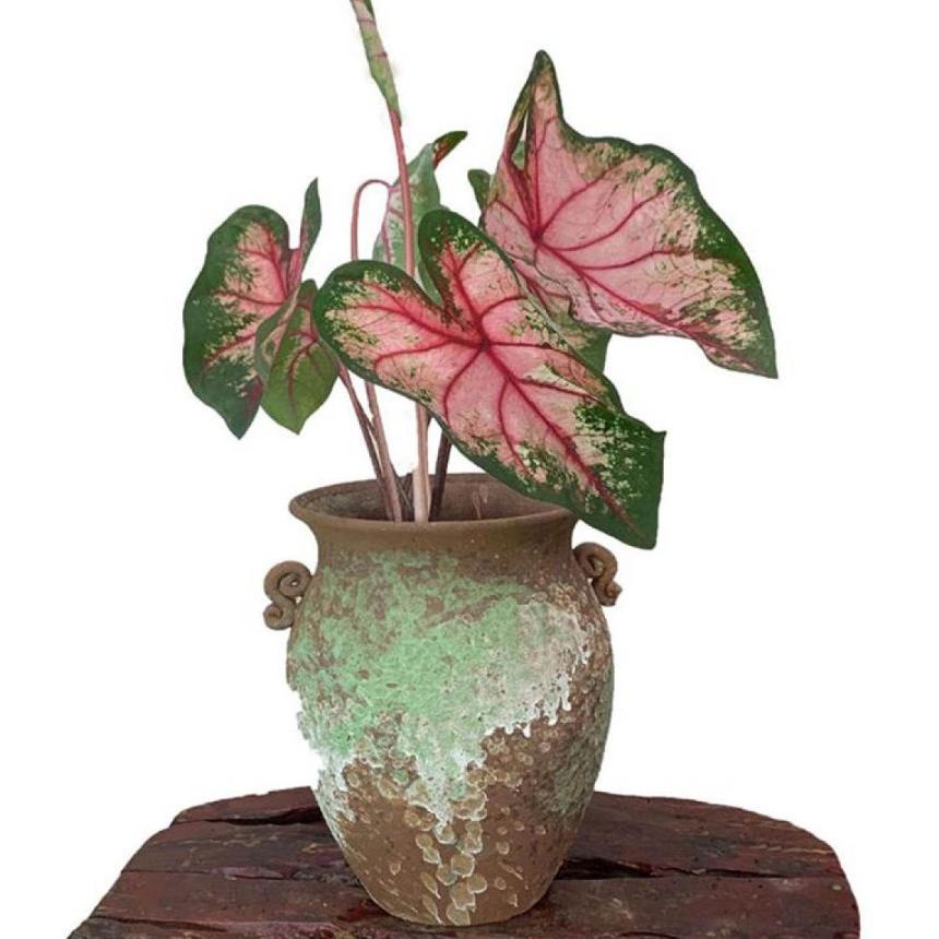 KUL.11De22ž– Bibit Benih Biji Caladium Keladi Tanaman Hias 8 Jenis Mixed Import