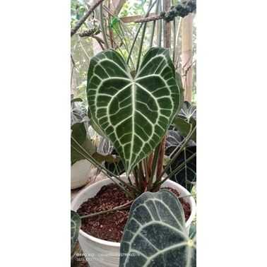 anthurium kuping gajah clarinervium/ tarantula/ karet anakan