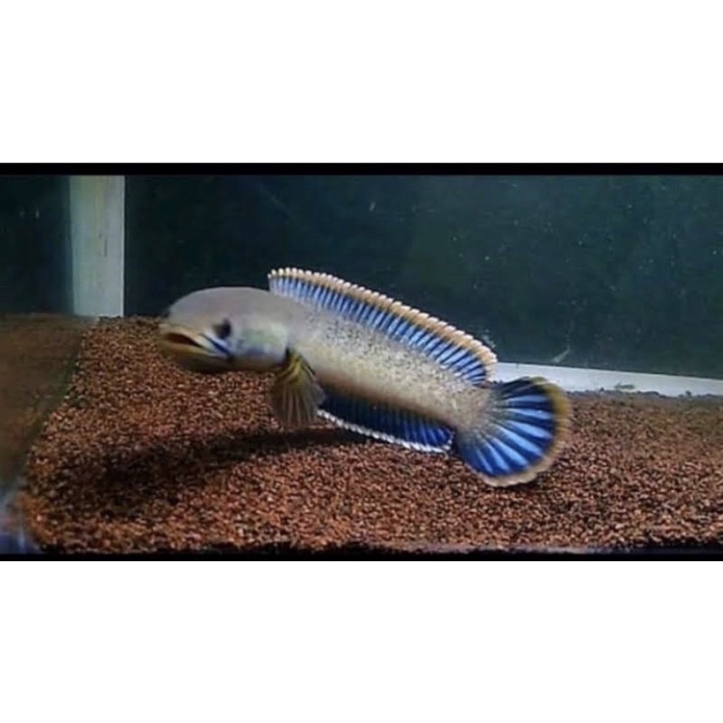 Limbata Lawu CB Lokal