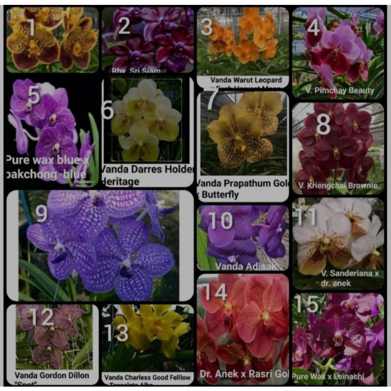 Anggrek Vanda pra remaja