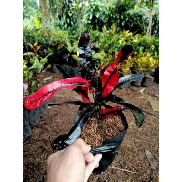 ( bisa cod ) promo tanaman hias puring cakwe red black - pohon puring