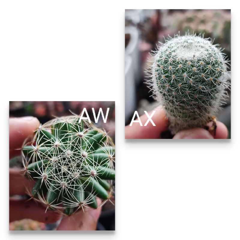 Kaktus Ownroot Medium Jumbo Murah Bebas Pilih