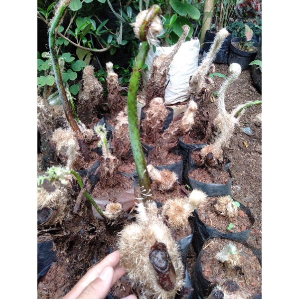 pakis ekor monyet tanaman hias