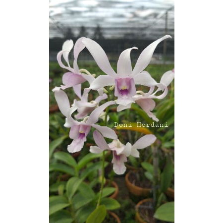 Dendrobium Channel, Anggrek Dendrobium Channel, Bunga Anggrek Wangi