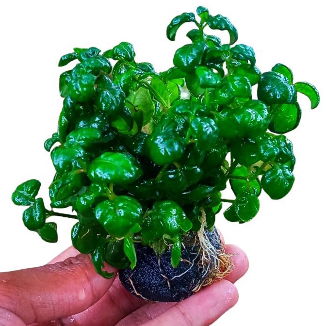 Angguran Media Wabikusa Tanaman Aquascape