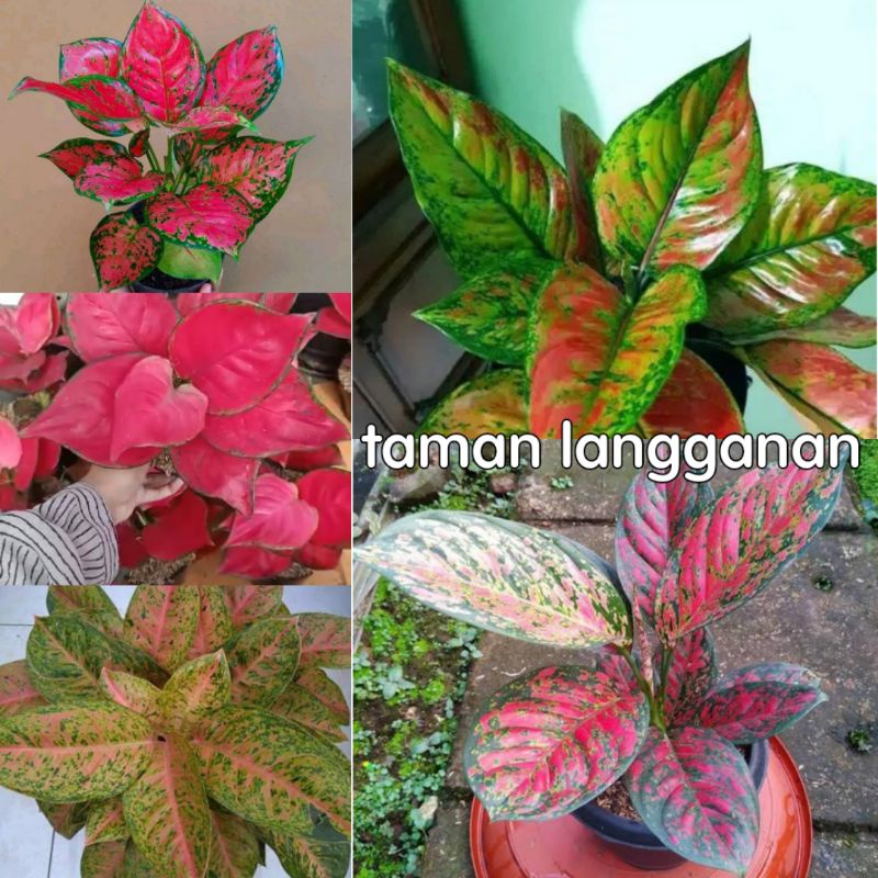 PAKET PROMO 5 BATANG BUNGA AGLONEMA CANTIK NAN UNIK