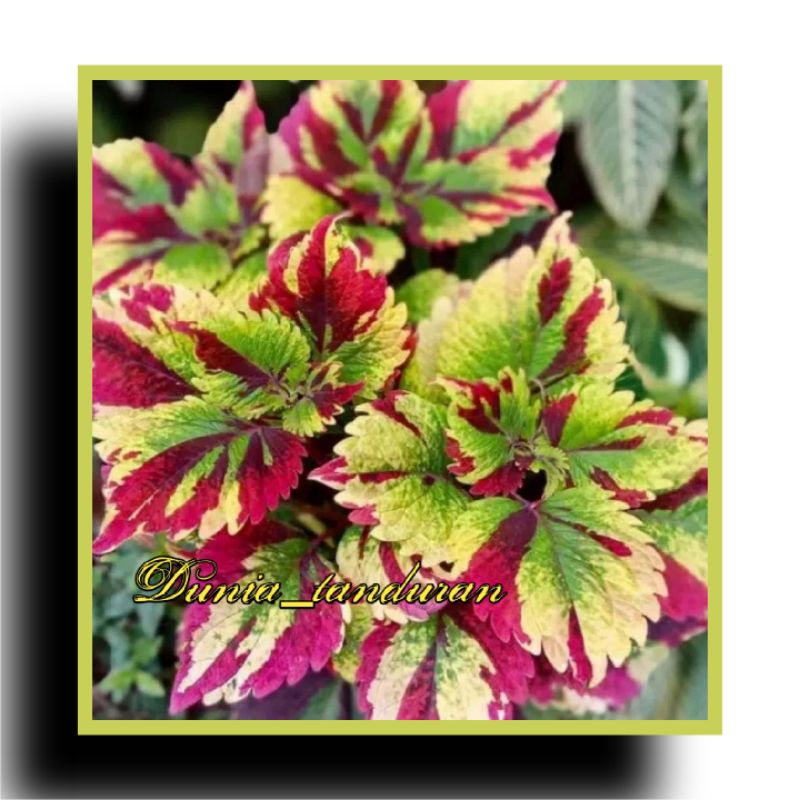 Tanaman Hias Miana Premium berakar