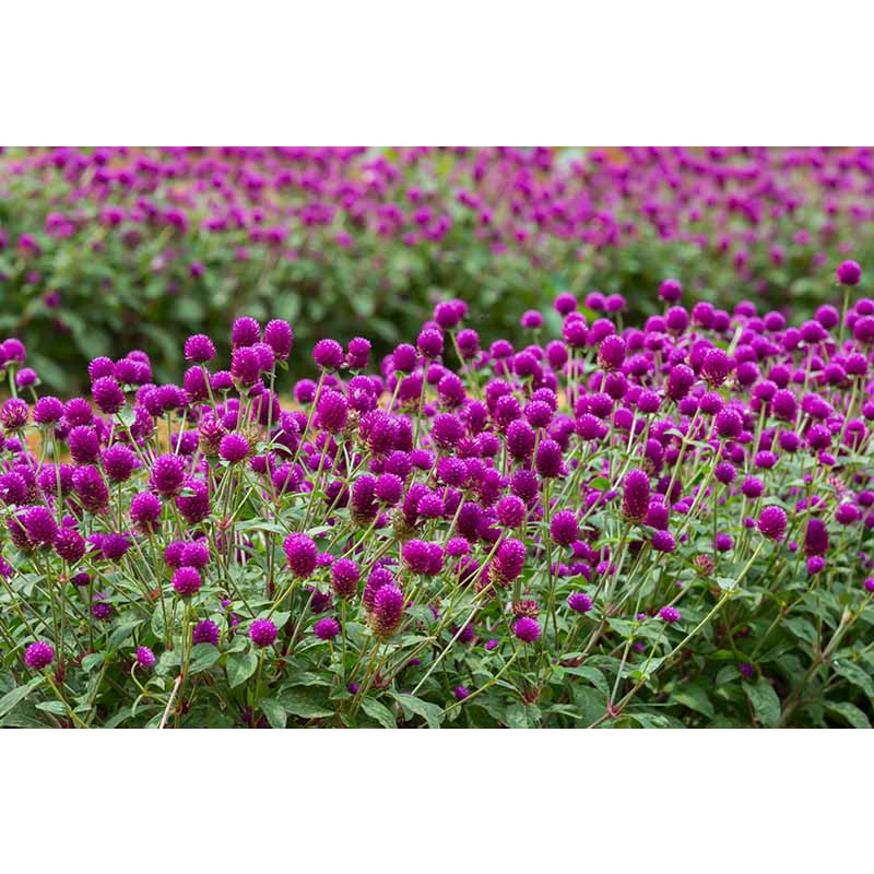 Benih Bibit Biji - Bunga Kenop Ungu / Gomphrena Globosa Purple Flower Seeds - IMPORT