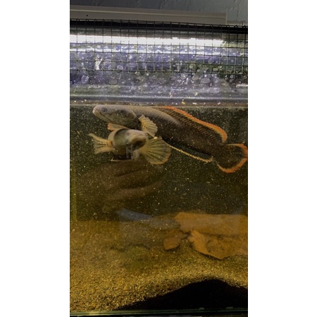 limbata pair alam Rim tebal