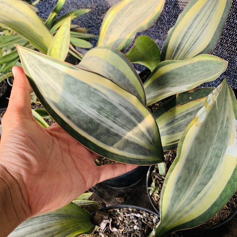 Sansevieria masoniana varigata  putih besar bibit