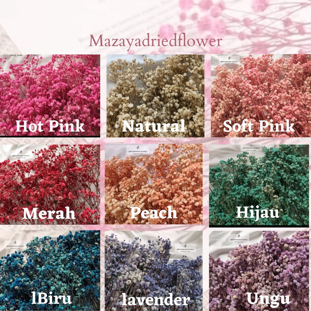 Preserved babybreath / color babybreath