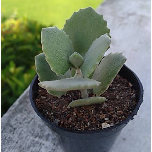 Kalanchoe millotii + Pot (7 cm) + Bonus