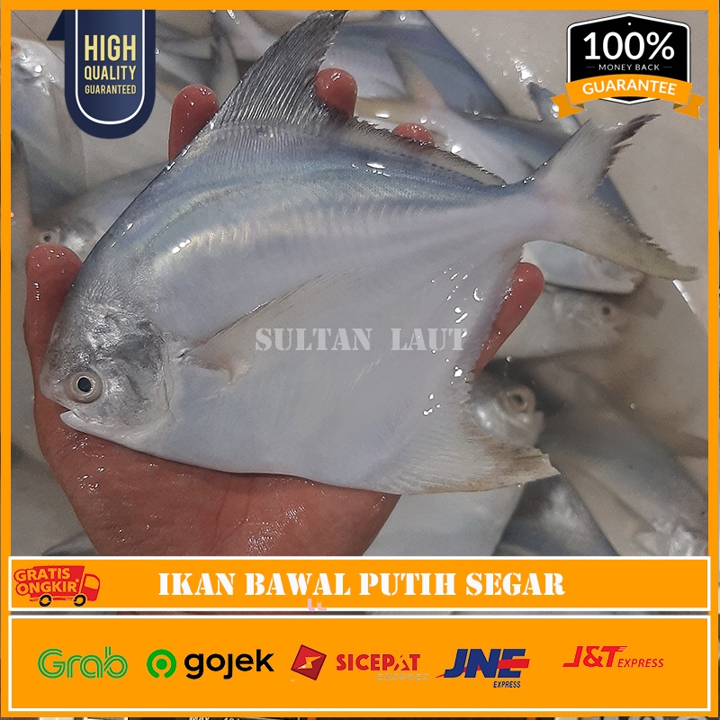 

Ikan Bawal Putih SEGAR 1kg Isi 3-5 Ekor | Bawal Putih Ikan SEAFOOD