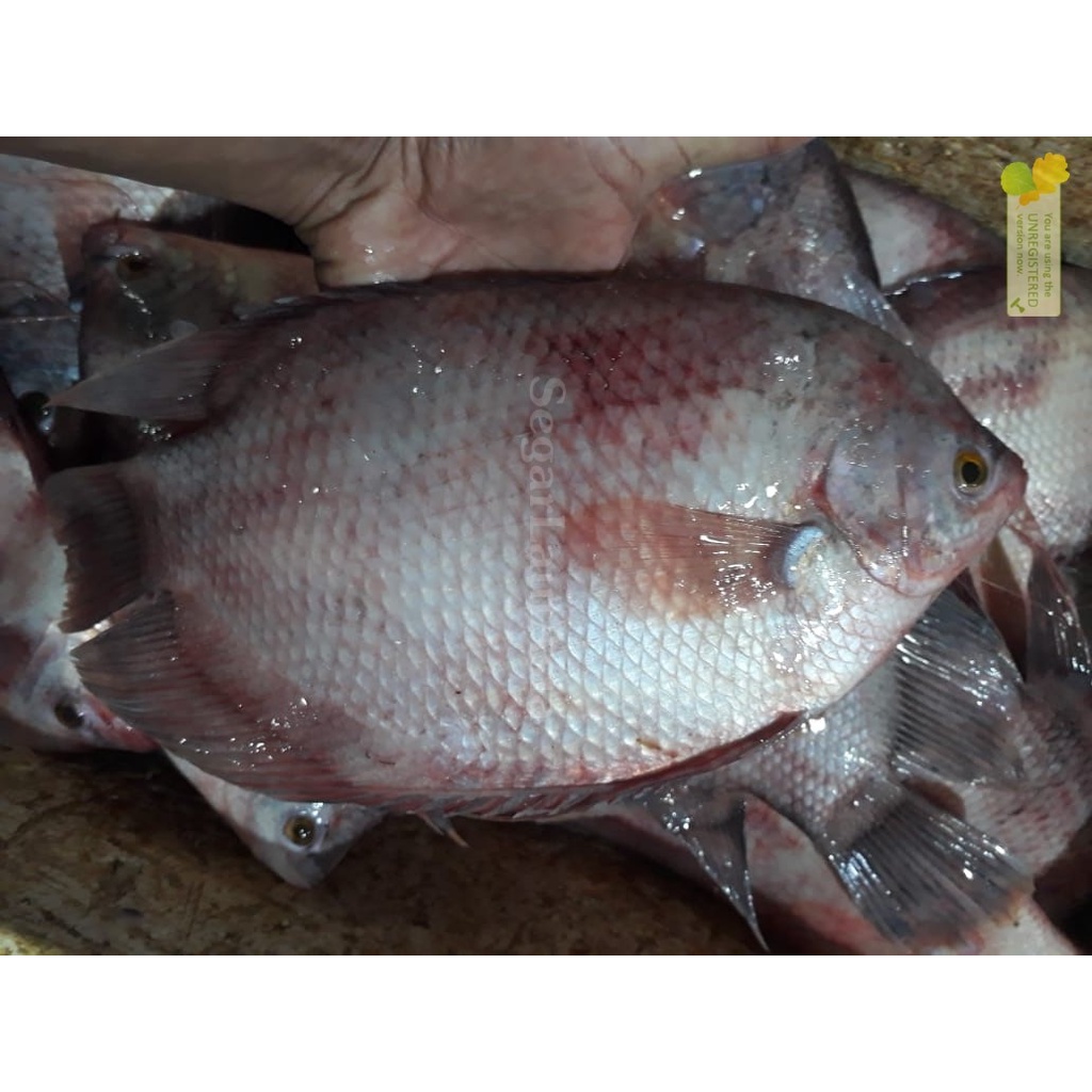 

Ikan Gurame Segar Ikan Gurame Fresh Gurame