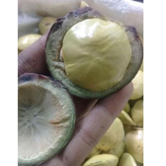 

[J-A5A[✉] JENGKOL MUDA/LALAPAN JENGKOL/JENGKOL SEGAR proses cepat