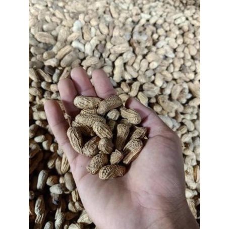 

❁ KACANG GORENG SANGRAI SUPER 1KG KACANG SANGRAI KACANG BENDO ピ
