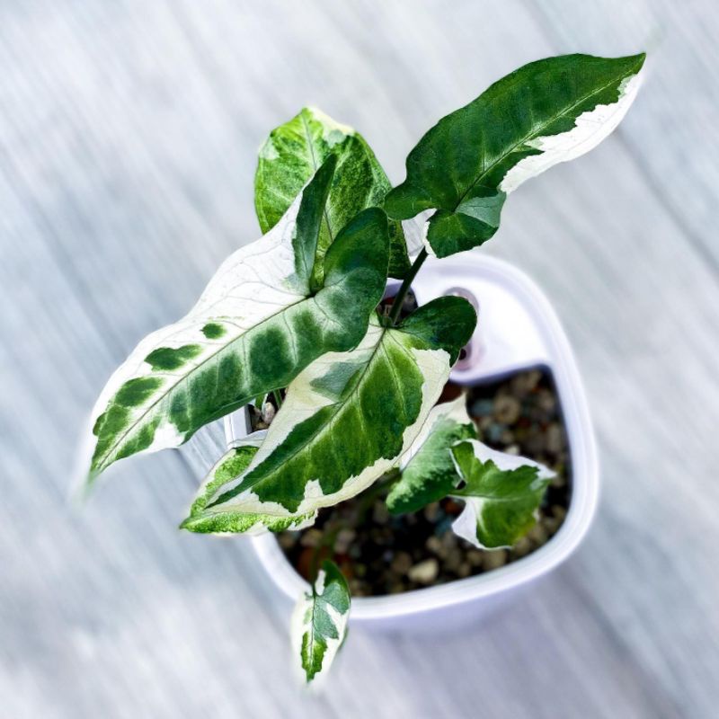 Tanaman Hias Syngonium T25 / sengonium t 25 / singonium t25