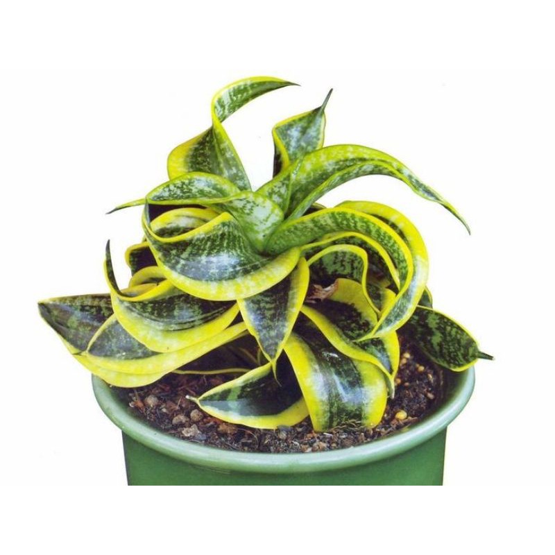 TANAMAN HIAS SANSIVERA TWISTER SISTER - TANAMAN HIAS INDOOR SANSIVERA TWISTER