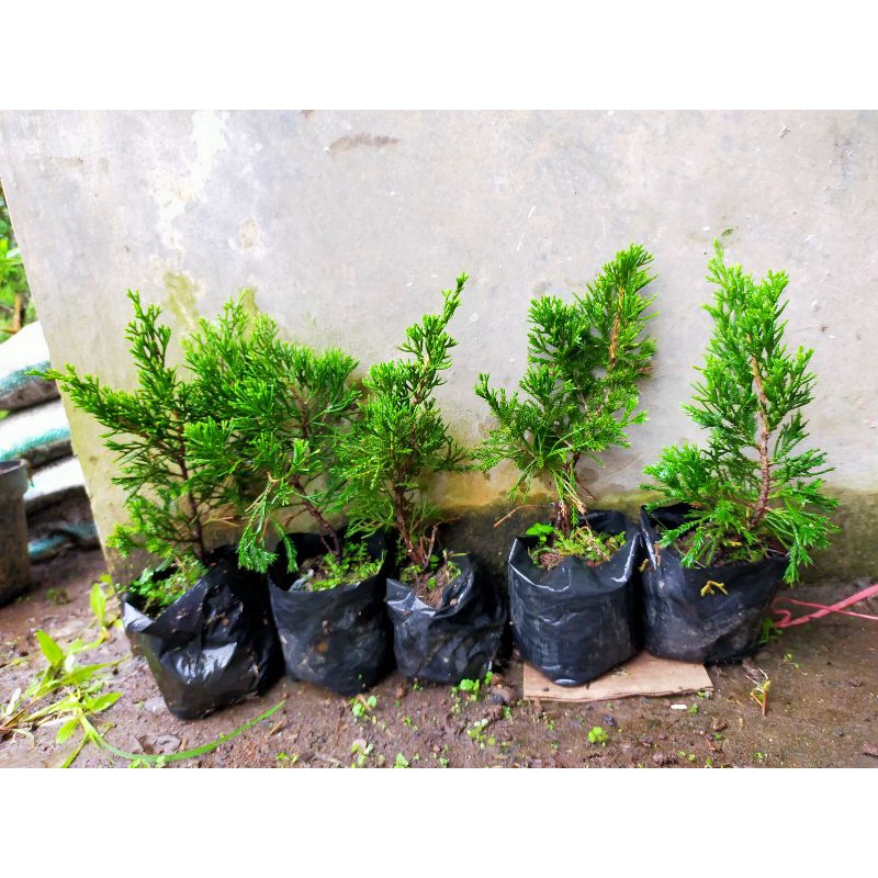 Paket Cemara Sinensis Hijau