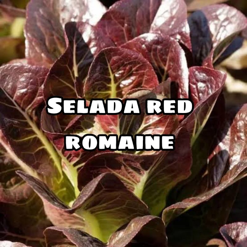 Benih Biji Selada Red Romaine