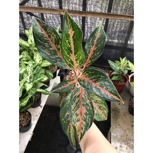 Aglaonema Gatot Kaca