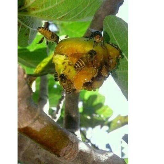 

✉ BIBIT BUAH TIN terlaris ル