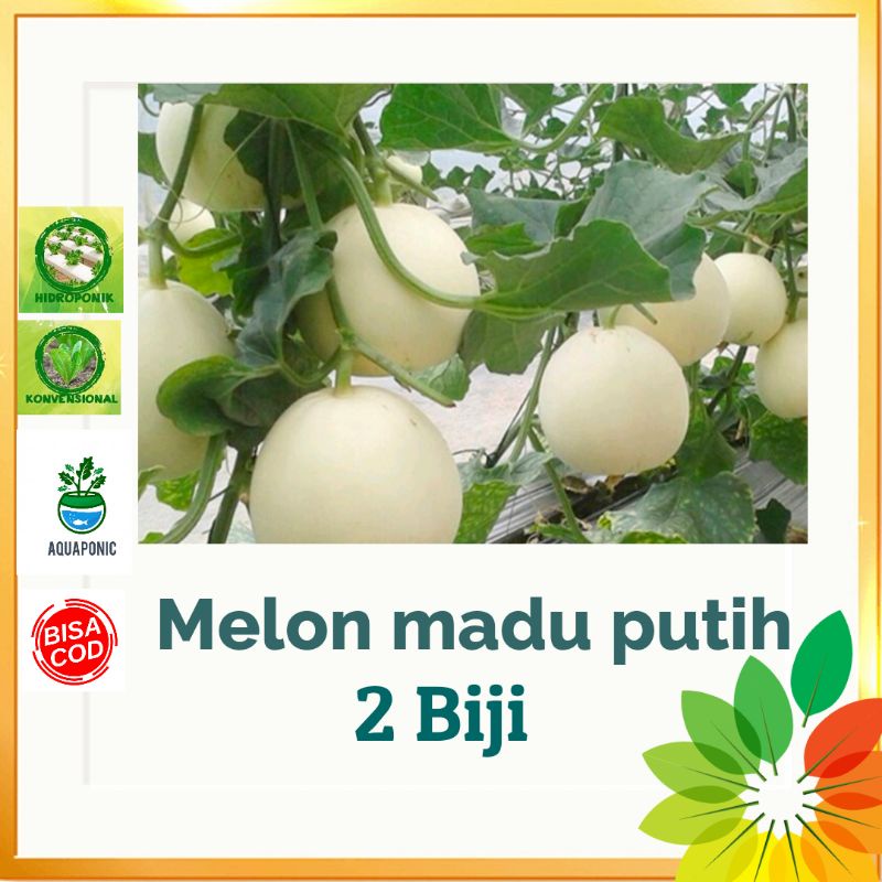 Benih MELON MADU PUTIH impor isi 2 biji