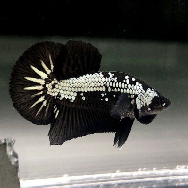 Cupang Black/Red Samurai Real