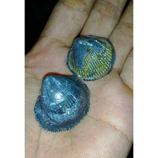 kijing bungkem merapen