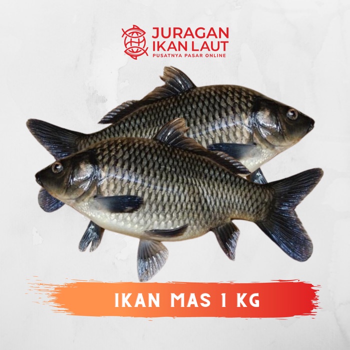 

Ikan Mas Segar - 1 Kilogram JABODETABEK